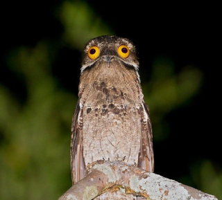 Illustration for article titled This Freaky Bird Looks Like a Cartoon Character